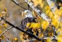 Photo of Bald eagle resting on a tree